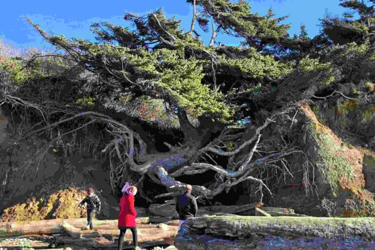 Olympic National Park Tree of Life